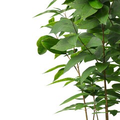 Obraz premium Plant branch isolated on transparent background. Green small tree branch isolated on transparent background. Young plant or tree leaves isolated on white background. Tree foliage PNG. Plant leaves PNG