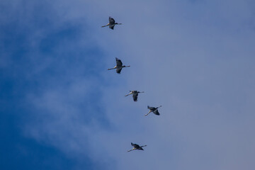 Powroty żurawi © Grzegorz