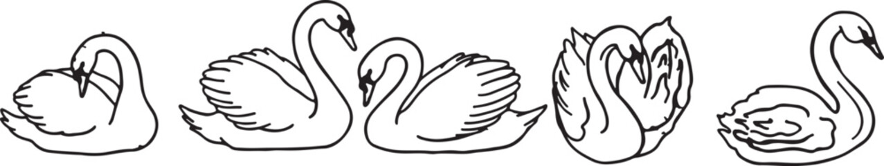 Line art swans drawing. Hand drawn doodle illustration  © shatabdi