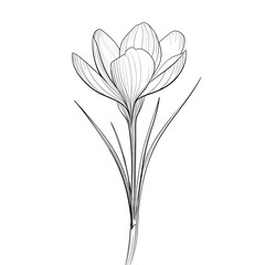 Obraz premium Elegant monochrome illustration of a crocus flower with detailed petal lines on black