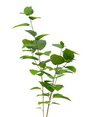 Single green small tree isolated on transparent background. Small plant isolated on transparent background. young plant or young tree isolated on white background. Small tree PNG. Small plant PNG.