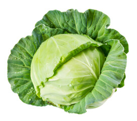 Fresh green cabbage