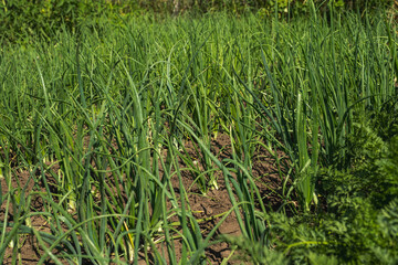 Obraz premium Fresh green spring onions growing in fertile brown soil under bright sunlight, representing organic farming and sustainable agriculture in a domestic garden