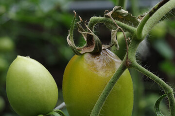 Tomato plant infected with late blight (phytophthora), showing dark lesions on the stem and ripening fruit, illustrating plant disease and crop damage. Selective focus.