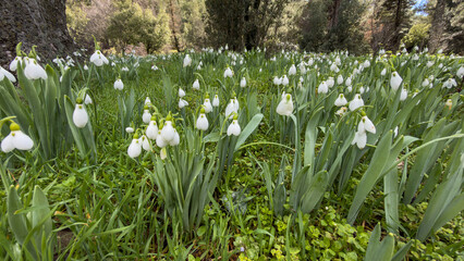 A region of elegant and cold-resistant snowdrop flowers.