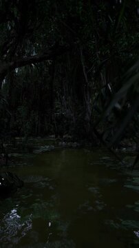 shadowed wetland closeup with dense lily coverage and still murky surface, intimate view of algae patterns, reflections and textured water, immersive moody