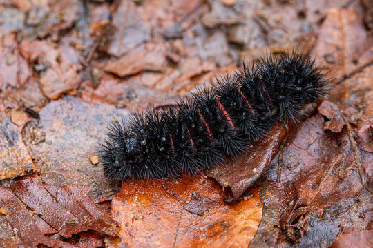 fully black woolly bear caterpillar on leaf litter in winter thaw