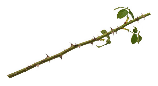 A thorny rose stem with a few green leaves of transparent