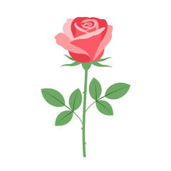 Vibrant red rose with lush green leaves on stem in minimalist white background design