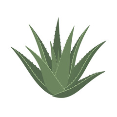 Fototapeta premium Detailed illustration of aloe vera plant with sharp green leaves on white background