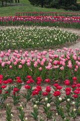 Scenic landscape of a floral garden with pink, white, red, and purple tulips. 