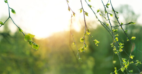Green young little birch leaves on tree branches close up, abstract nature background. spring season. Beautiful sunny landscape with fresh gentle young spring foliage. soft focus
