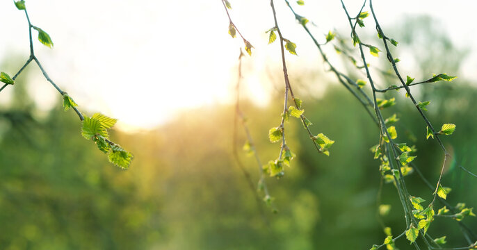 Green young little birch leaves on tree branches close up, abstract nature background. spring season. Beautiful sunny landscape with fresh gentle young spring foliage. soft focus