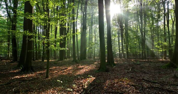 Aerial footage of sunny morning in green fores