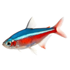 Fototapeta premium Neon tetra fish isolated on a white background