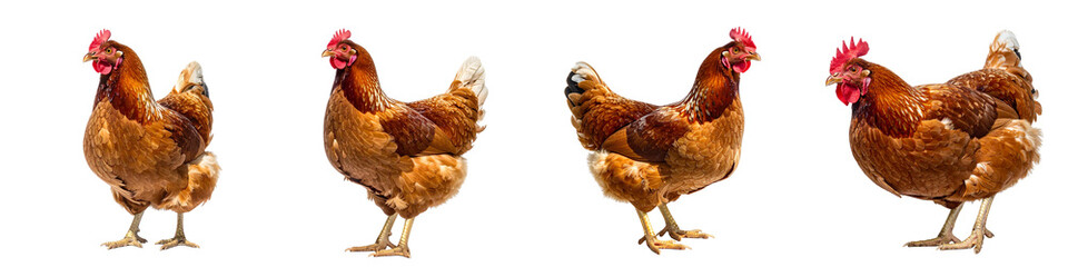 Fototapeta premium Four brown chickens standing in a row isolated on transparent background