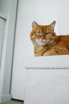 Adult orange cat sitting on white pouf at minimalistic white interior at home and looking at camera.