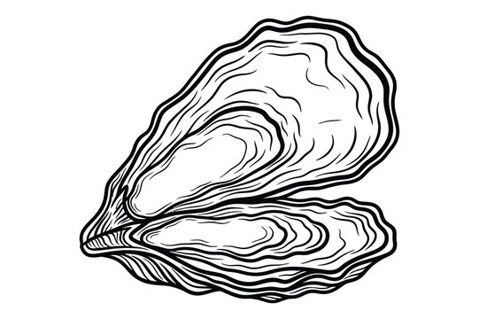Detailed black and white line art illustration of an open oyster