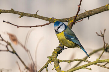 Portrait einer Blaumeise auf einem Zweig © Ronald Rampsch