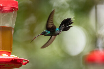 Hummingbird flying wings outstretched approaching nectar feeder
