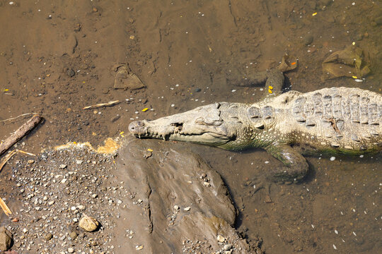 Large crocodile resting along tarcoles riverbank in costa rica