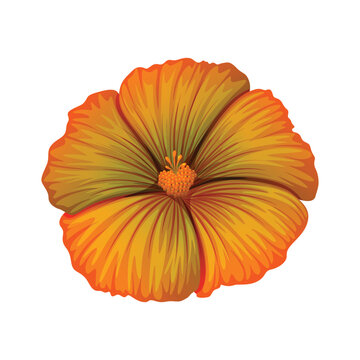 Orange Flower Blossom Botanical Floral Isolated Illustration