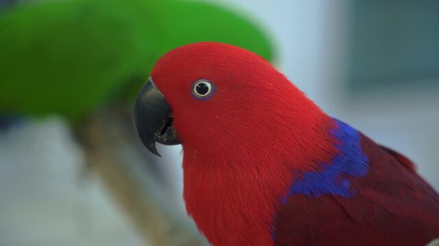 Close-up red and blue female Eclectus parrot standing on a log.