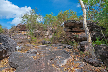 Rockt and Dry Tropical Forest of Northern Australia