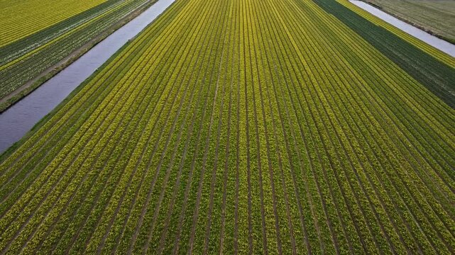 Aerial view of vibrant yellow and green striped flower fields with winding irrigation canals, showcasing the beauty of agricultural landscapes in a rural setting
