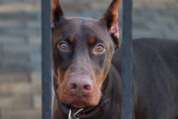 Dobermann wacht am Zaun