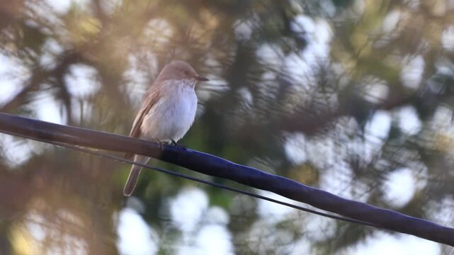 Flycatcher at dawn