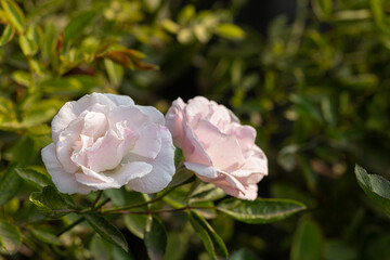 Obraz premium pink rose in garden
