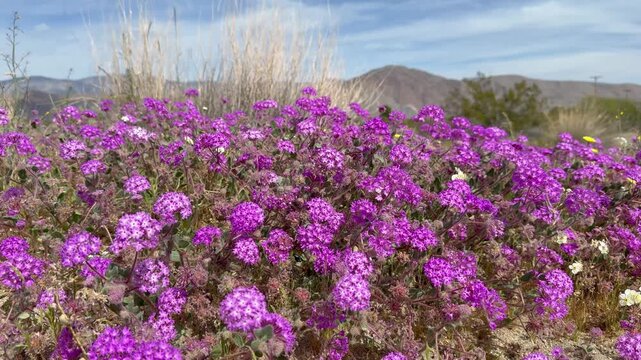 Wildflowers blooming in Anza Borrego Desert State Park, California