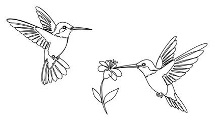 Beautiful continuous line drawing of hummingbirds hovering near a flower to drink nectar © InsomniaVideo