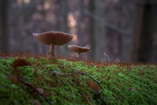 Grzyby