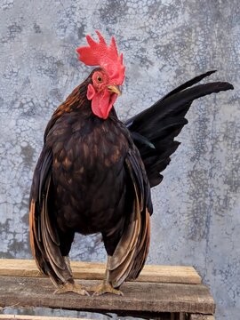 Rooster Ayam Serama puffing out its chest