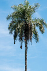Woven bird nests hanging from a tall palm tree against a clear blue sky