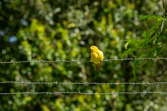 Small yellow Saffron Finch perched on a barbed wire fence in rural Minas Gerais