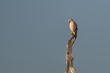 Fototapeta premium Red-shouldered Hawk perched on dead tree snag with copy space in the Everglades, Florida