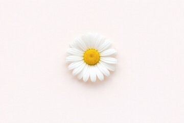 Obraz premium Fresh Daisy on Pale Blush Background, Ultra-Clean Composition Seasonal Greeting Card Template