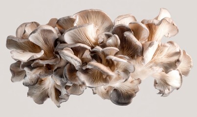 A mushroom is shown in the image