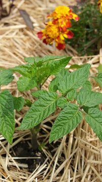 Backyard Tomato Plant Growth in Straw Mulch Bed, Urban Gardening and Homegrown Vegetable Concept
