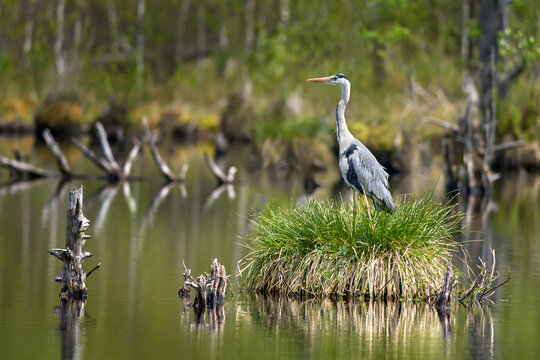 Graureiher (Ardea cinerea) steht auf einem Grasb&uuml;schel im See einer Moorlandschaft - Schwenninger Moos, Villingen-Schwenningen, Deutschland