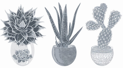 A grayscale illustration features three potted succulents of different varieties. Botanical aesthetic