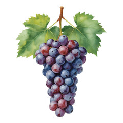Fototapeta premium Watercolor illustration of a beautiful bunch of ripe grapes with leaves