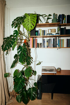 Interior of apartment with monstera plant and vintage CDs