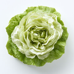 Fresh head of green butterhead lettuce isolated on a white background