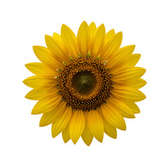 Fototapeta premium Isolated vibrant sunflower with detailed center on a white backdrop