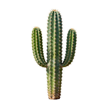 Tall saguaro cactus stands on white background with its green spiny arms outstretched