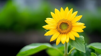 Obraz premium Radiant Sunflower Bathed in Midafternoon Glow Gently Swaying in Breeze